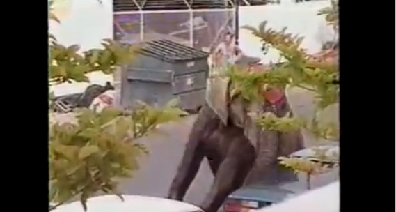 Elephant goes out of control and gets executed